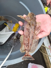 Hemilepidotus hemilepidotus