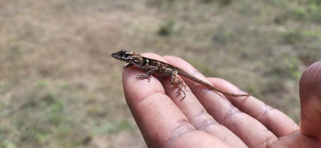 Strahm's Anole