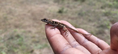 Strahm's Anole, Anolis strahmi