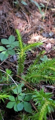 Lycopodiales