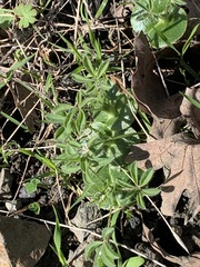 Lupinus densiflorus densiflorus