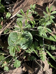 Lupinus densiflorus densiflorus