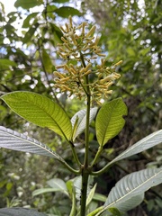 Palicourea lineariflora