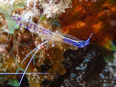 Ancylomenes pedersoni