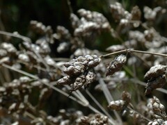 Strobilanthes reticulatus
