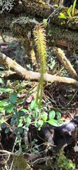 Lycopodiales