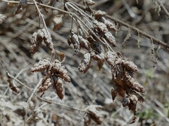 Strobilanthes reticulatus