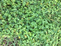 Hydrocotyle tripartita