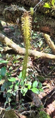 Lycopodiales