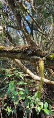 Lycopodiales