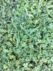 Hydrocotyle tripartita
