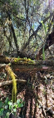 Lycopodiales