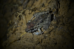 Craugastor fitzingeri