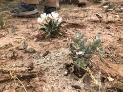 Atriplex confertifolia