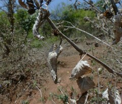 Strobilanthes reticulatus