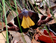 Niceteria macrocosma