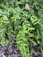 Buxus sempervirens