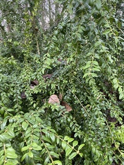 Buxus sempervirens