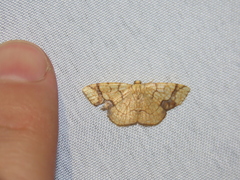 Nematocampa