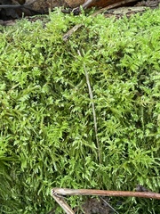 Kindbergia praelonga