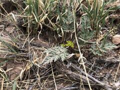 Cymopterus