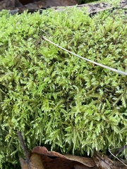 Kindbergia praelonga