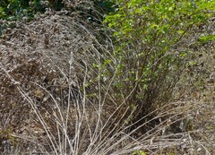 Strobilanthes reticulatus