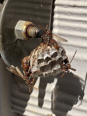 Polistes humilis humilis
