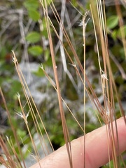 Schizachyrium gracile