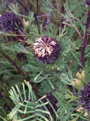 Isopogon