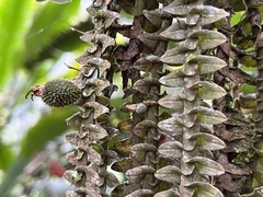 Dichaea neglecta