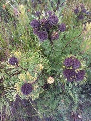 Isopogon