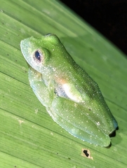 Teratohyla pulverata