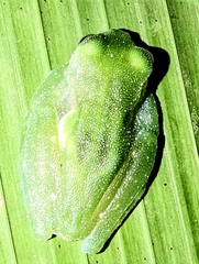 Teratohyla pulverata