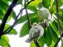 Cacatua goffiniana