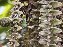 Dichaea neglecta