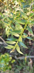 Podocarpus aristulatus