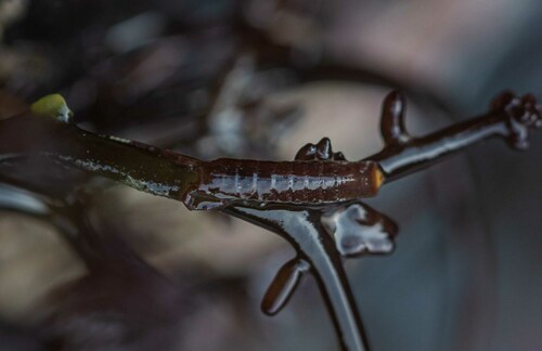 Blunt-tailed Isopod photo 5