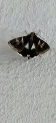 Lepidoptera
