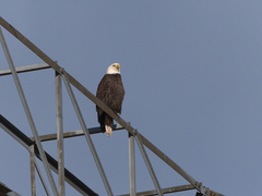 Haliaeetus leucocephalus washingtoniensis