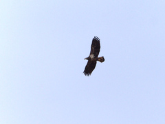 Haliaeetus leucocephalus washingtoniensis