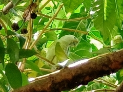Cacatua goffiniana