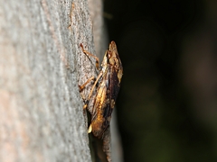 Stenocotis depressa