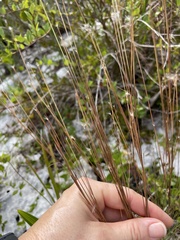 Schizachyrium gracile