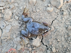 Xenopus