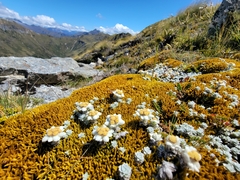 Leucogenes grandiceps