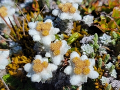 Leucogenes grandiceps