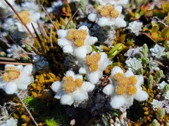 Leucogenes grandiceps