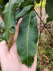 Flindersia bennettii