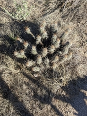 Echinocereus engelmannii fasciculatus